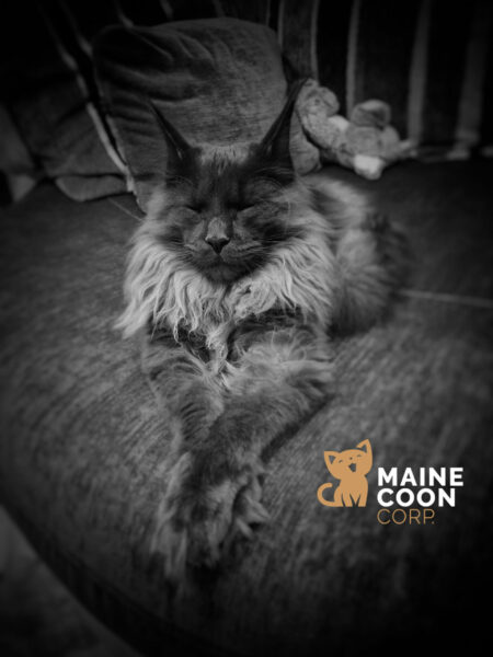 Portrait d’un Maine Coon de la chatterie