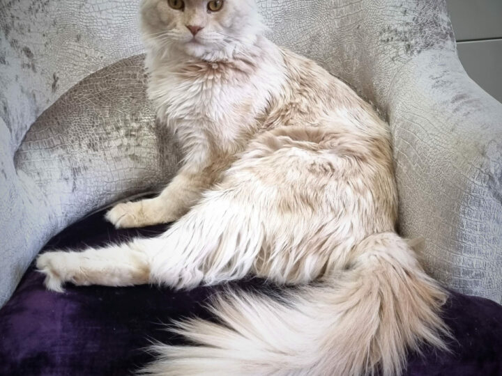 Le Maine Coon, le roi des chats