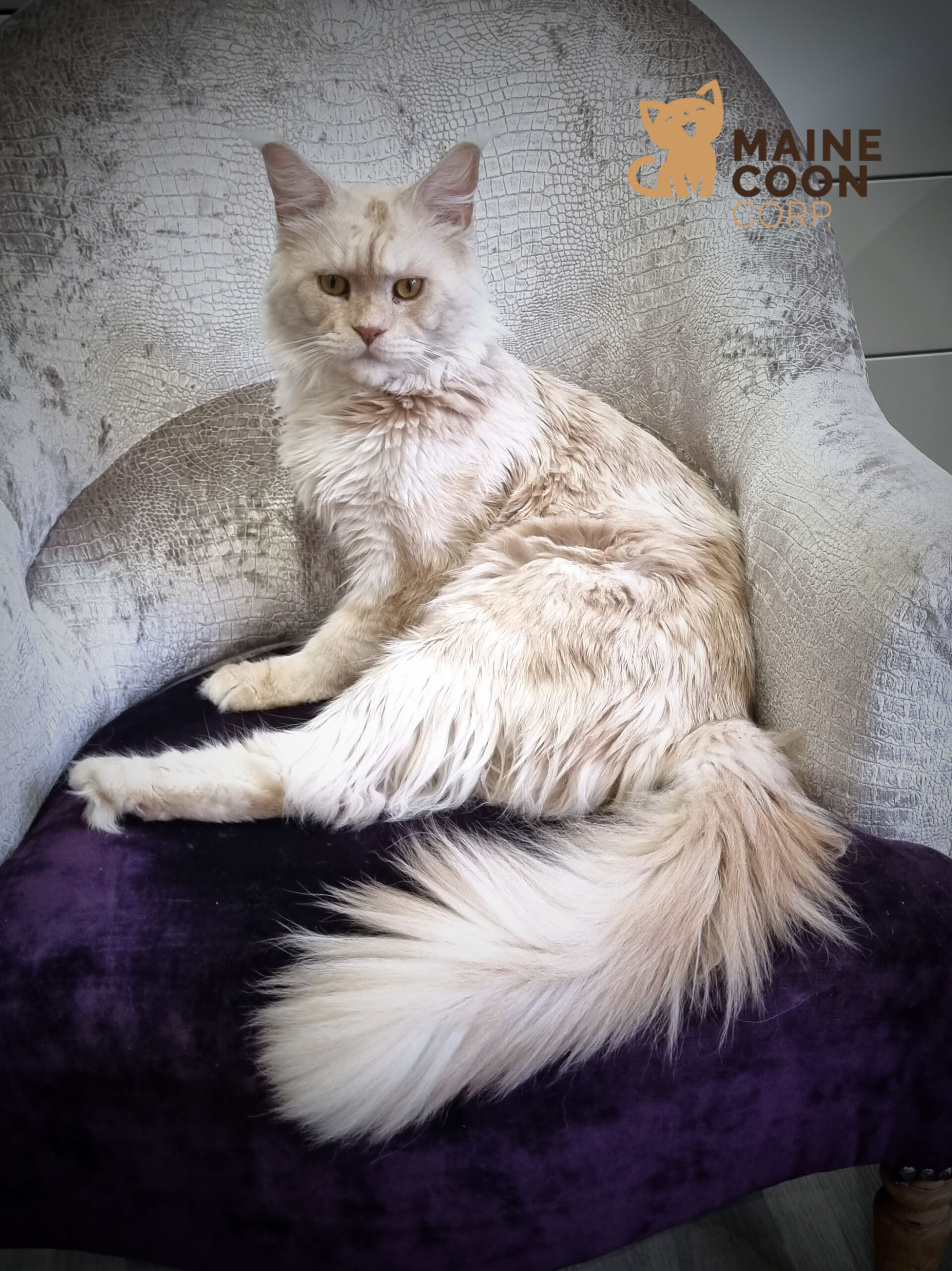 Le Maine Coon, le roi des chats