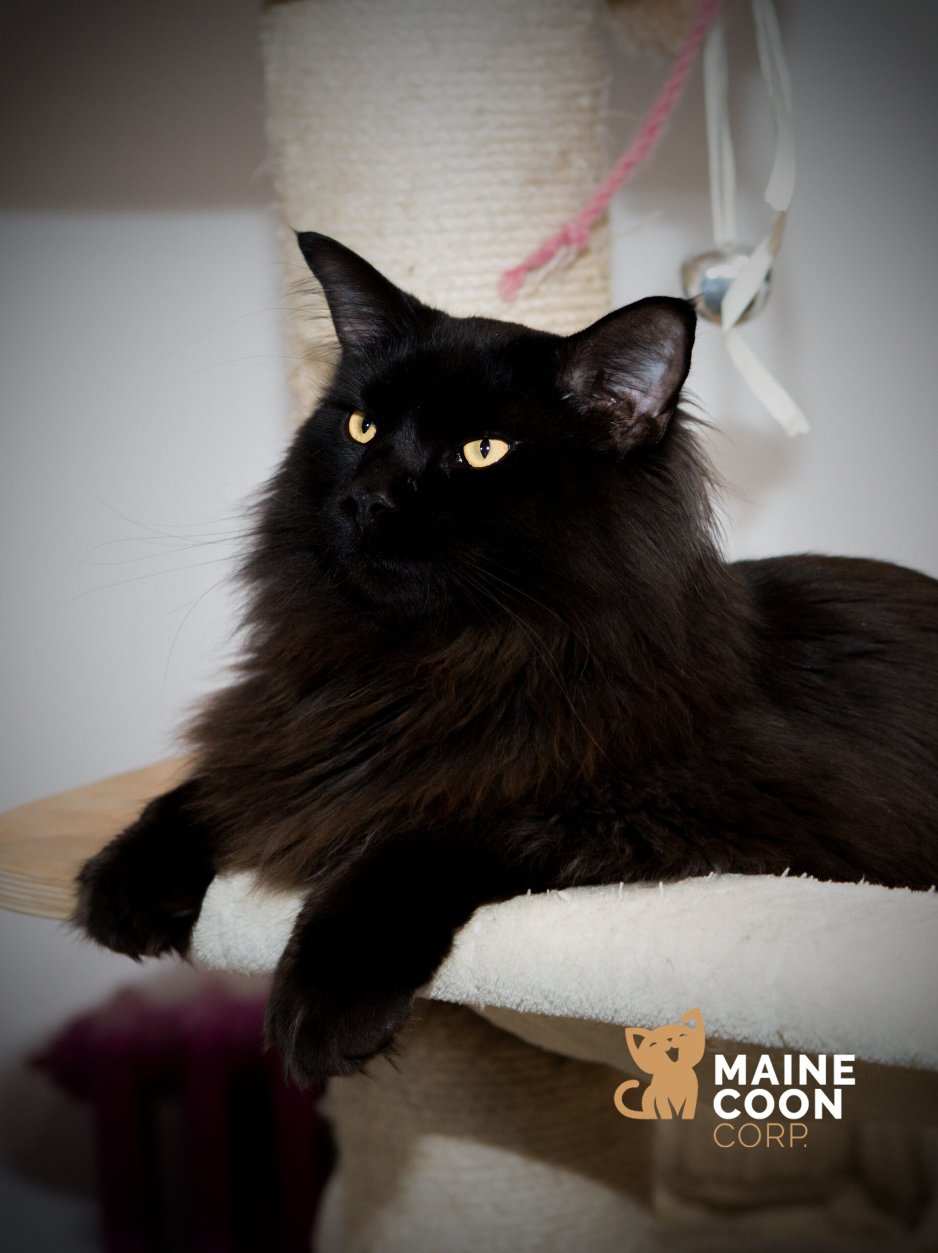 Maine Coon à la robe silver ou smoke
