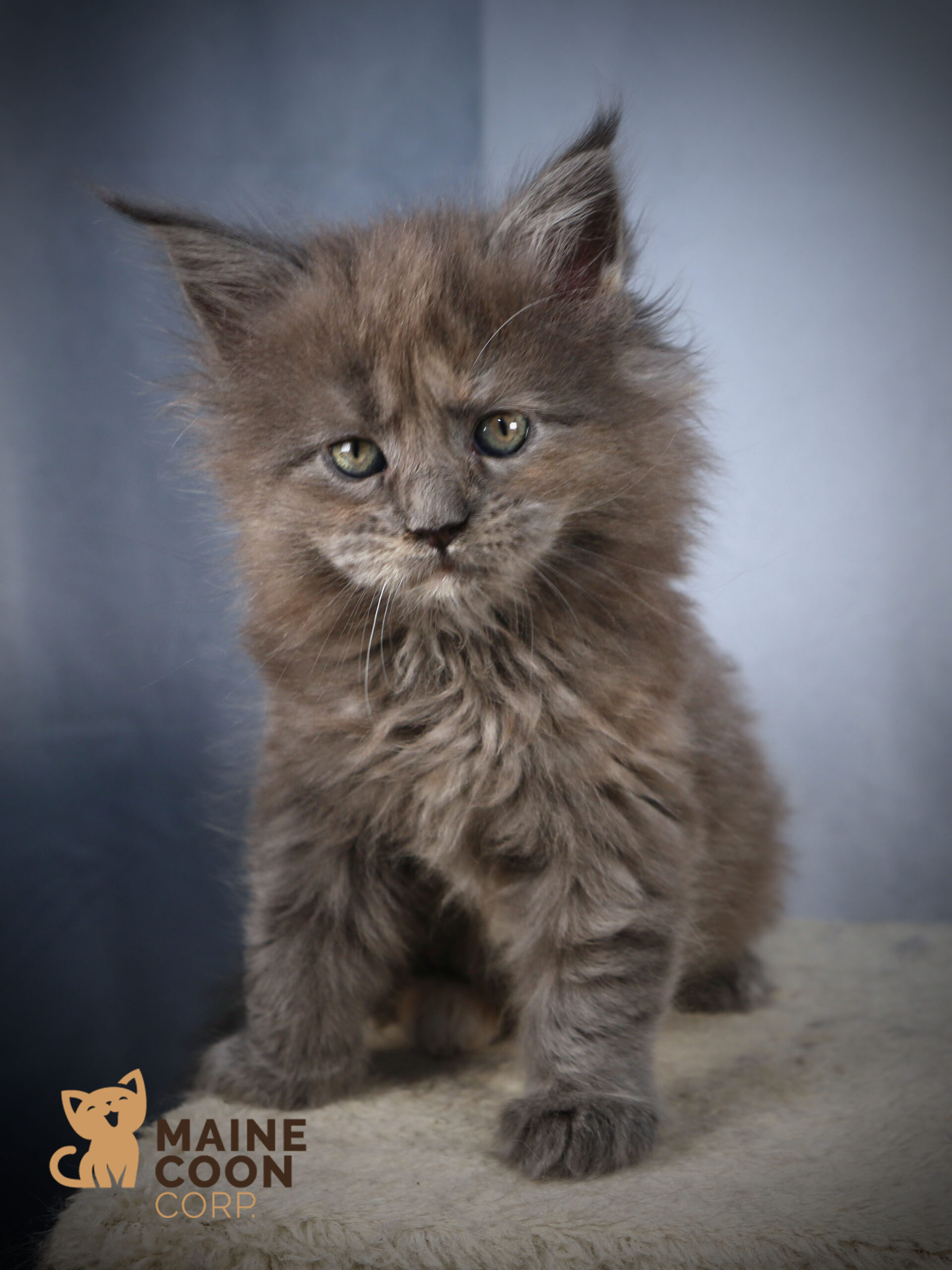 Maine Coon illustrant une couleur de base foncée