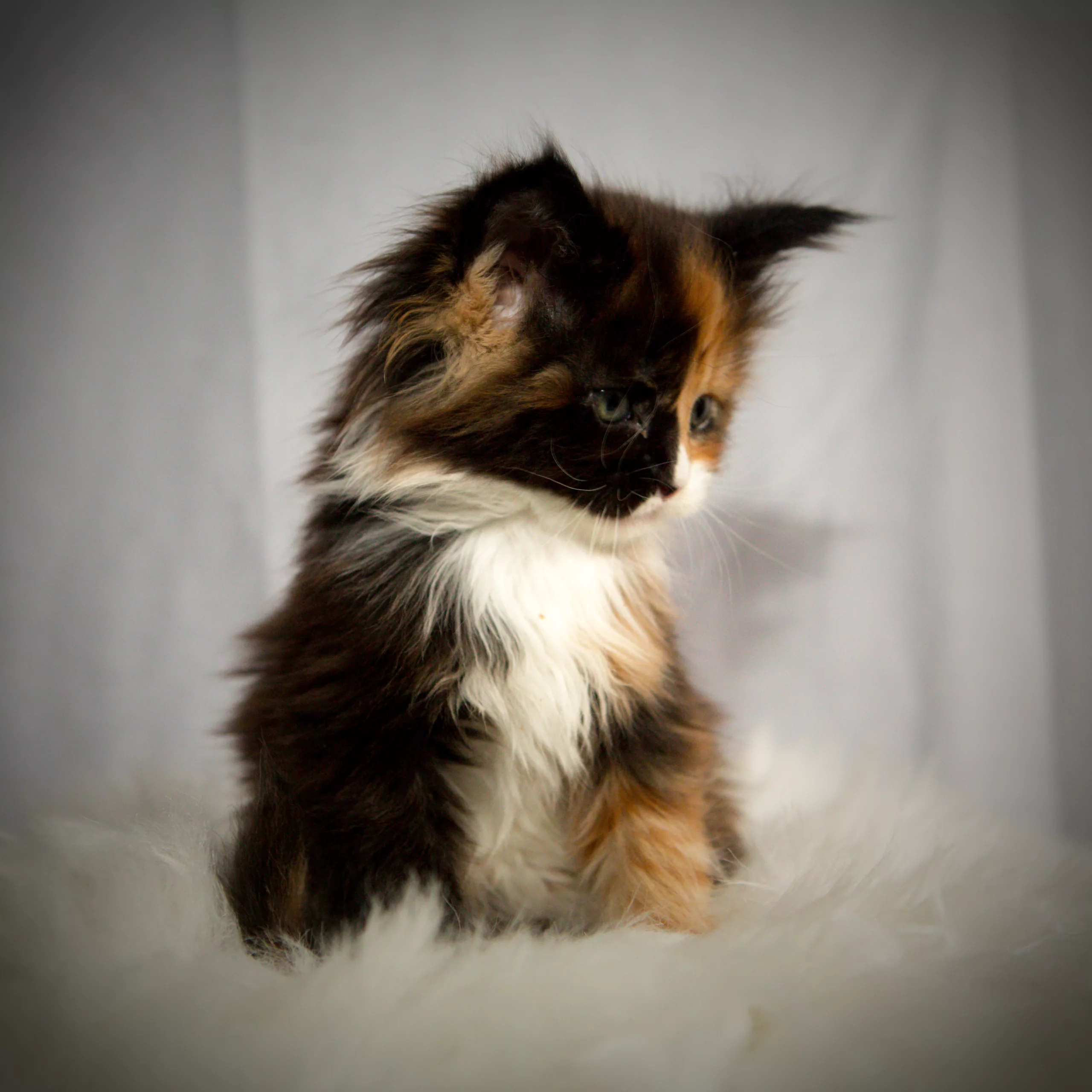 Femelle Maine Coon tortie