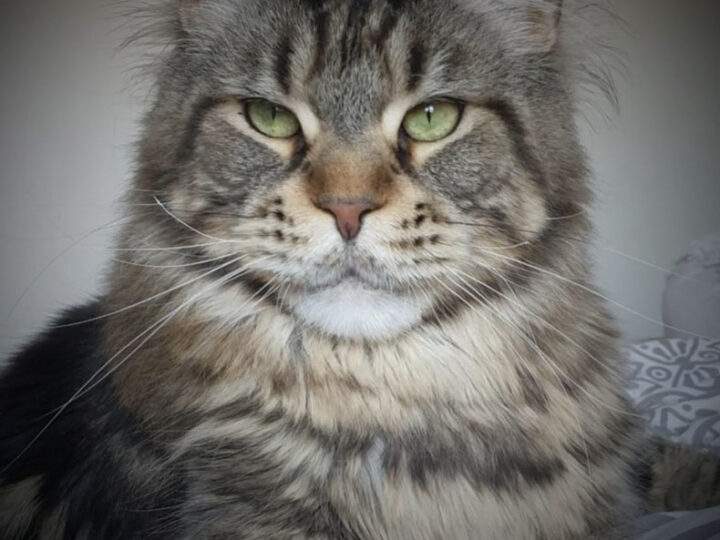 Les différentes robes du Maine Coon