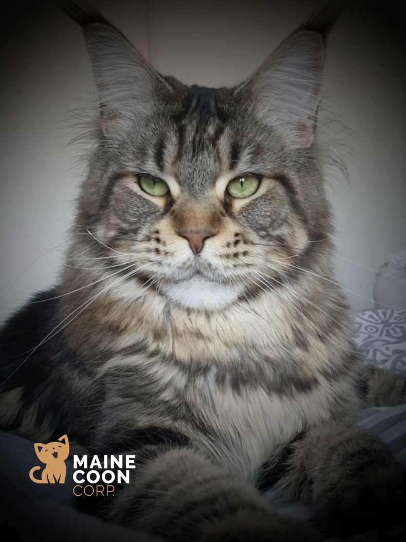 Les différentes robes du Maine Coon