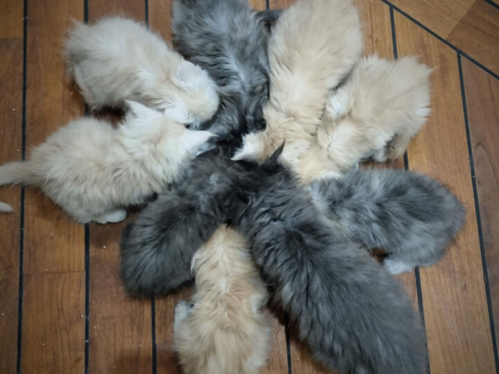 Le sevrage alimentaire du chaton