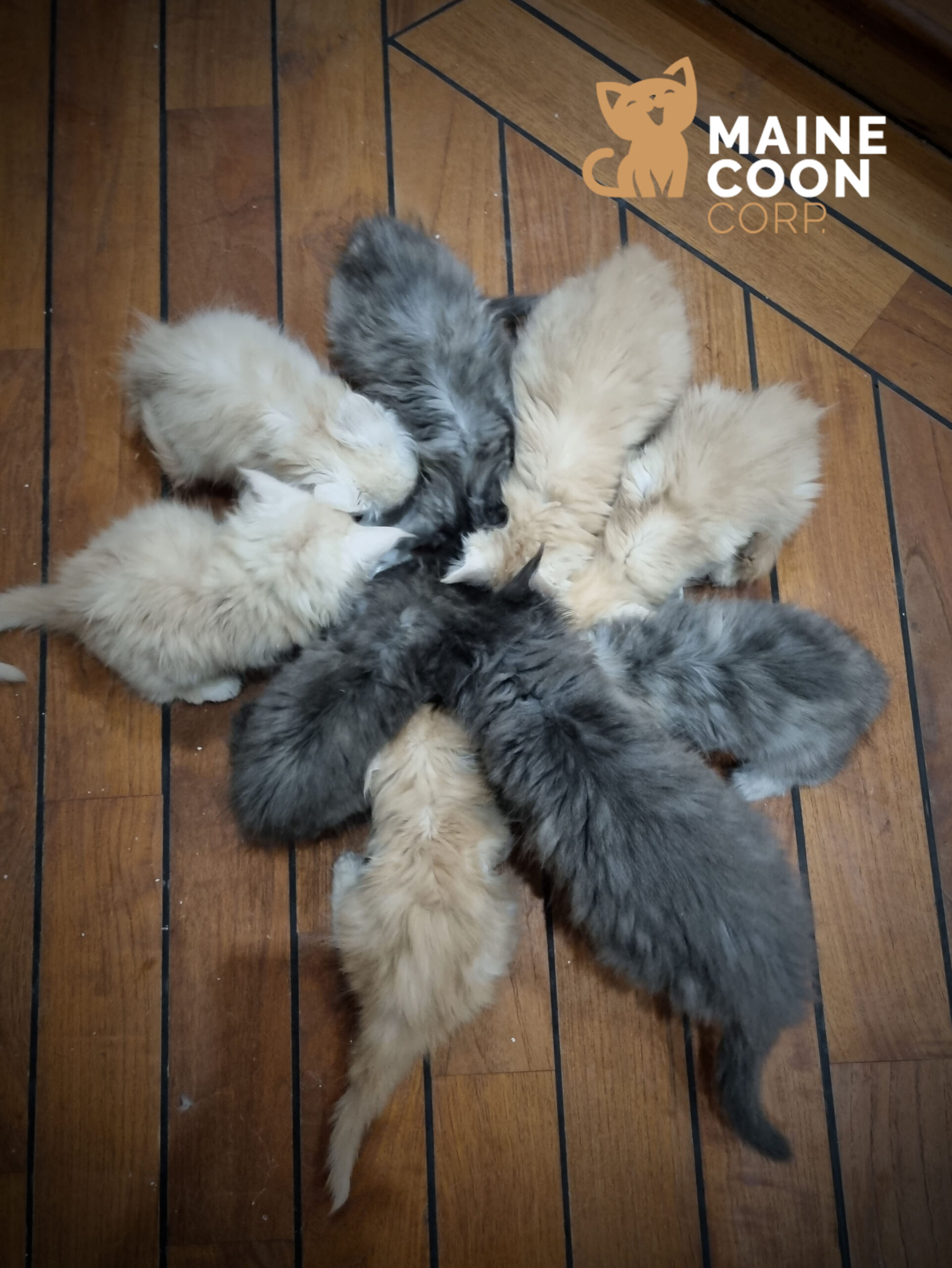 Le sevrage alimentaire du chaton