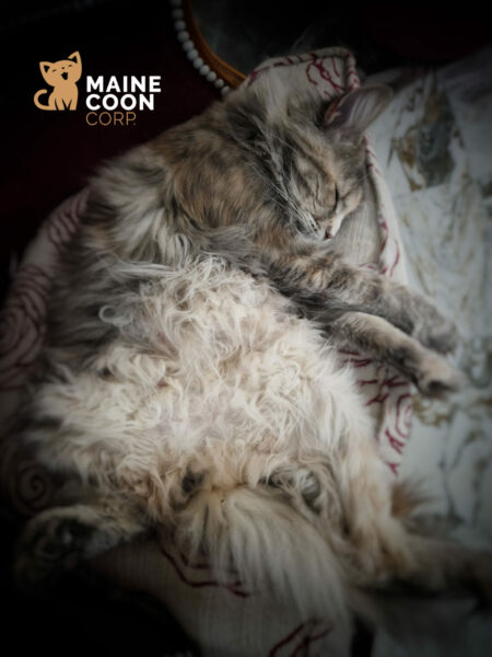 Chatte Maine Coon au repos pendant sa gestation
