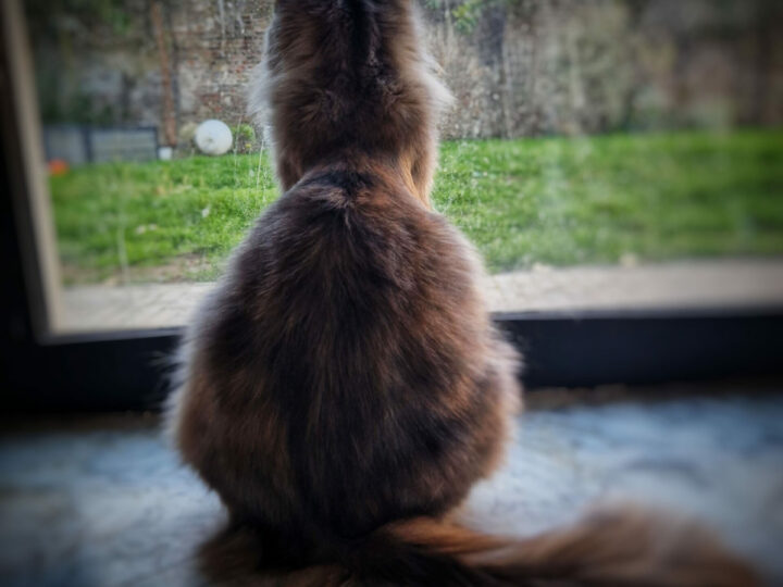 La gestation chez le Maine Coon