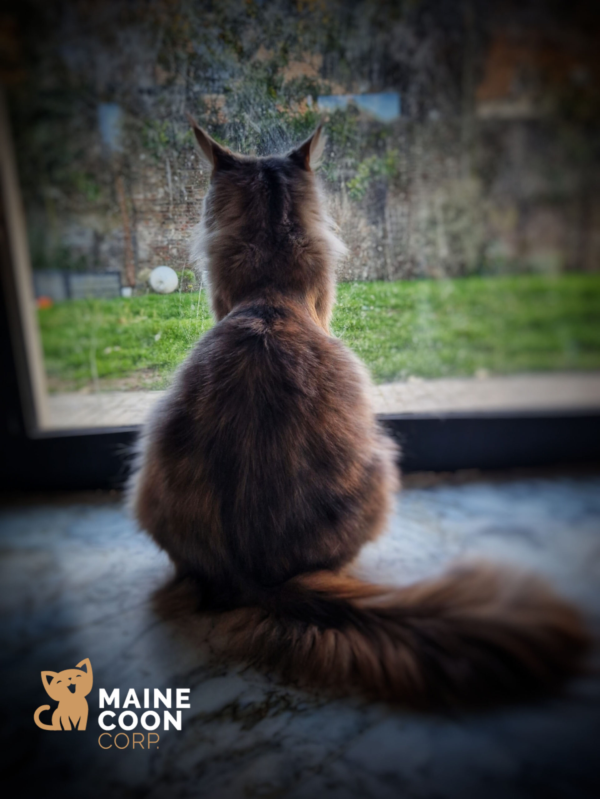 La gestation chez le Maine Coon