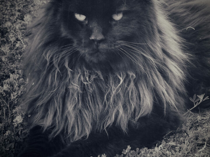 Entretenir et toiletter son Maine Coon