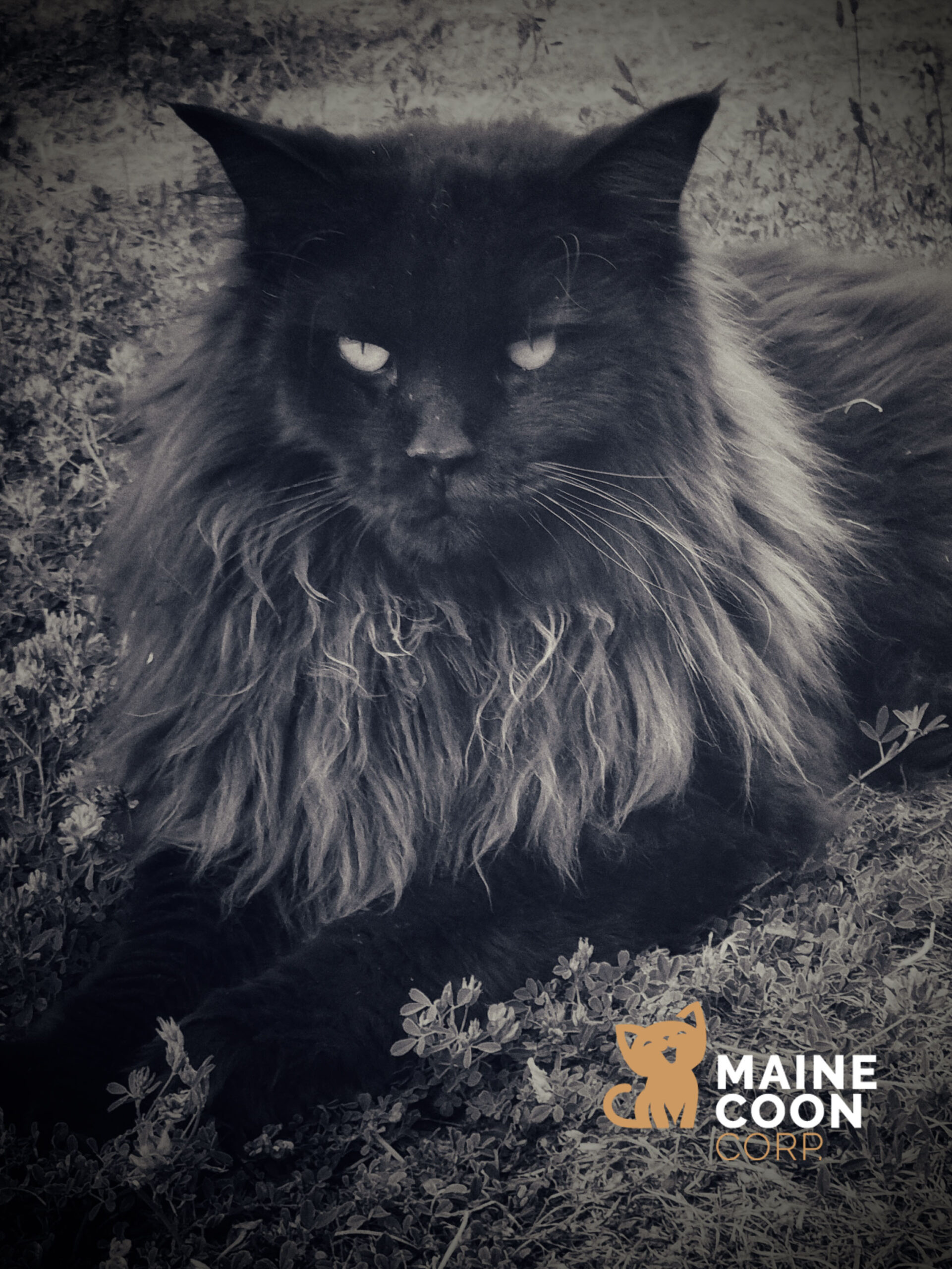 Entretenir et toiletter son Maine Coon