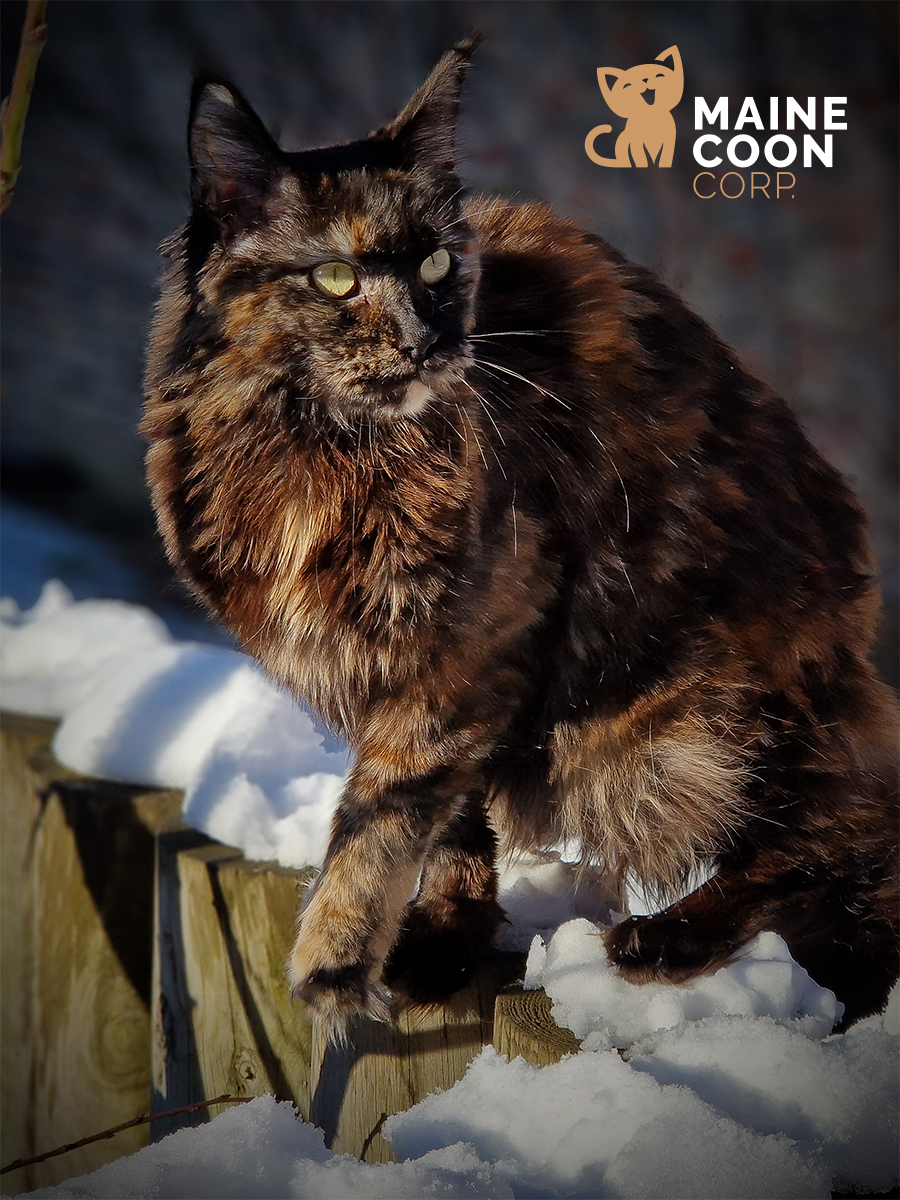 Ultia, femelle Maine Coon à la Maine Coon Corp