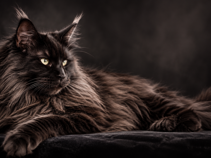 Entretenir et toiletter son Maine Coon