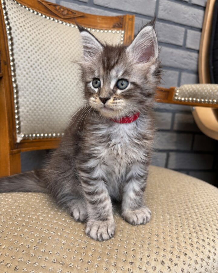 Banzaï, chaton Maine Coon black silver tabby, assis de face sur une chaise