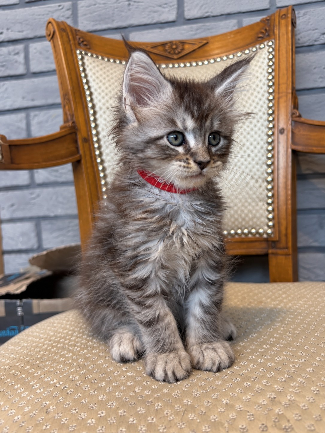 Banzaï, chaton Maine Coon black silver tabby, assis sur une chaise, regard de côté