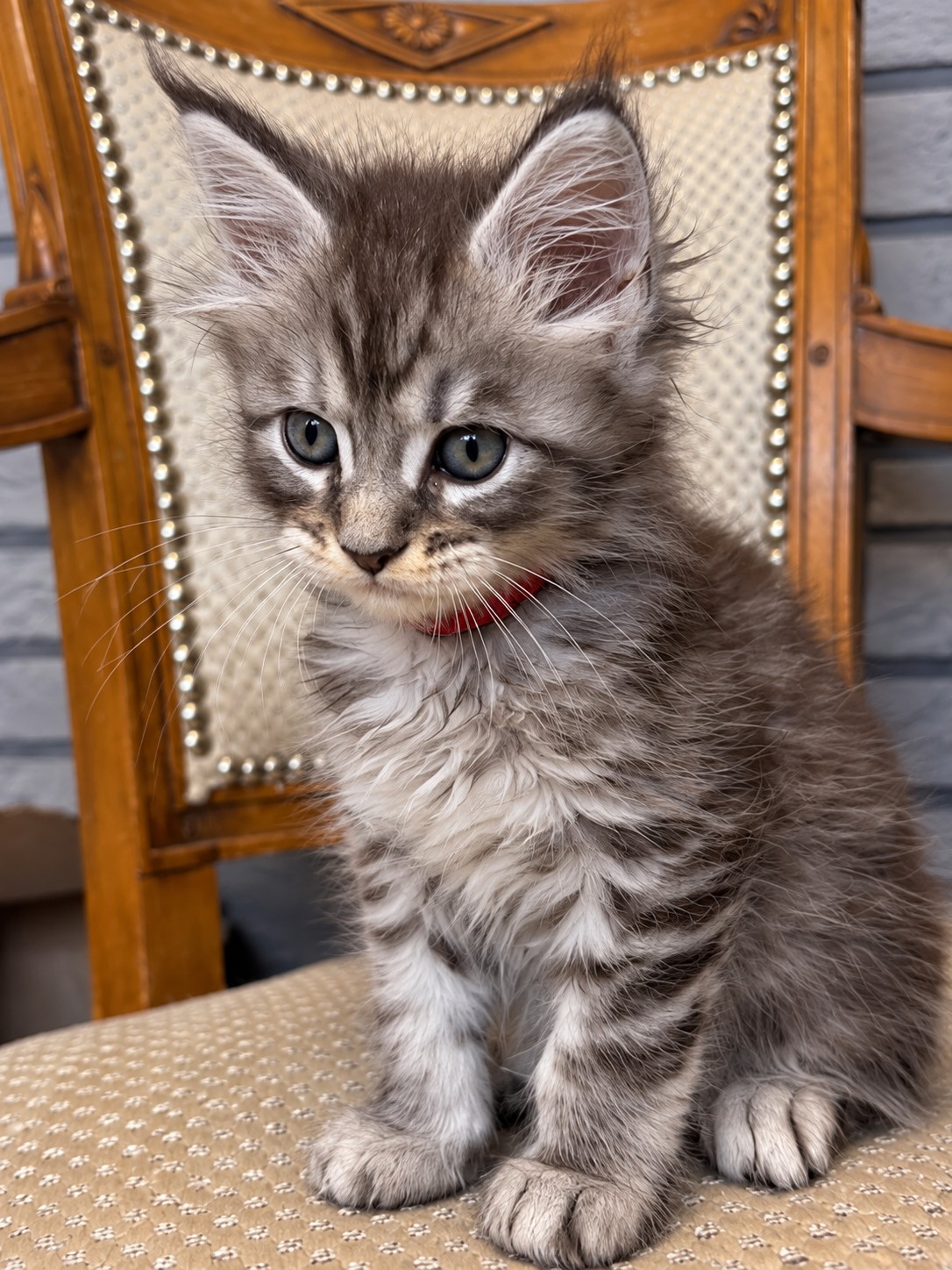 Banzaï, chaton Maine Coon black silver tabby, portrait rapproché sur une chaise