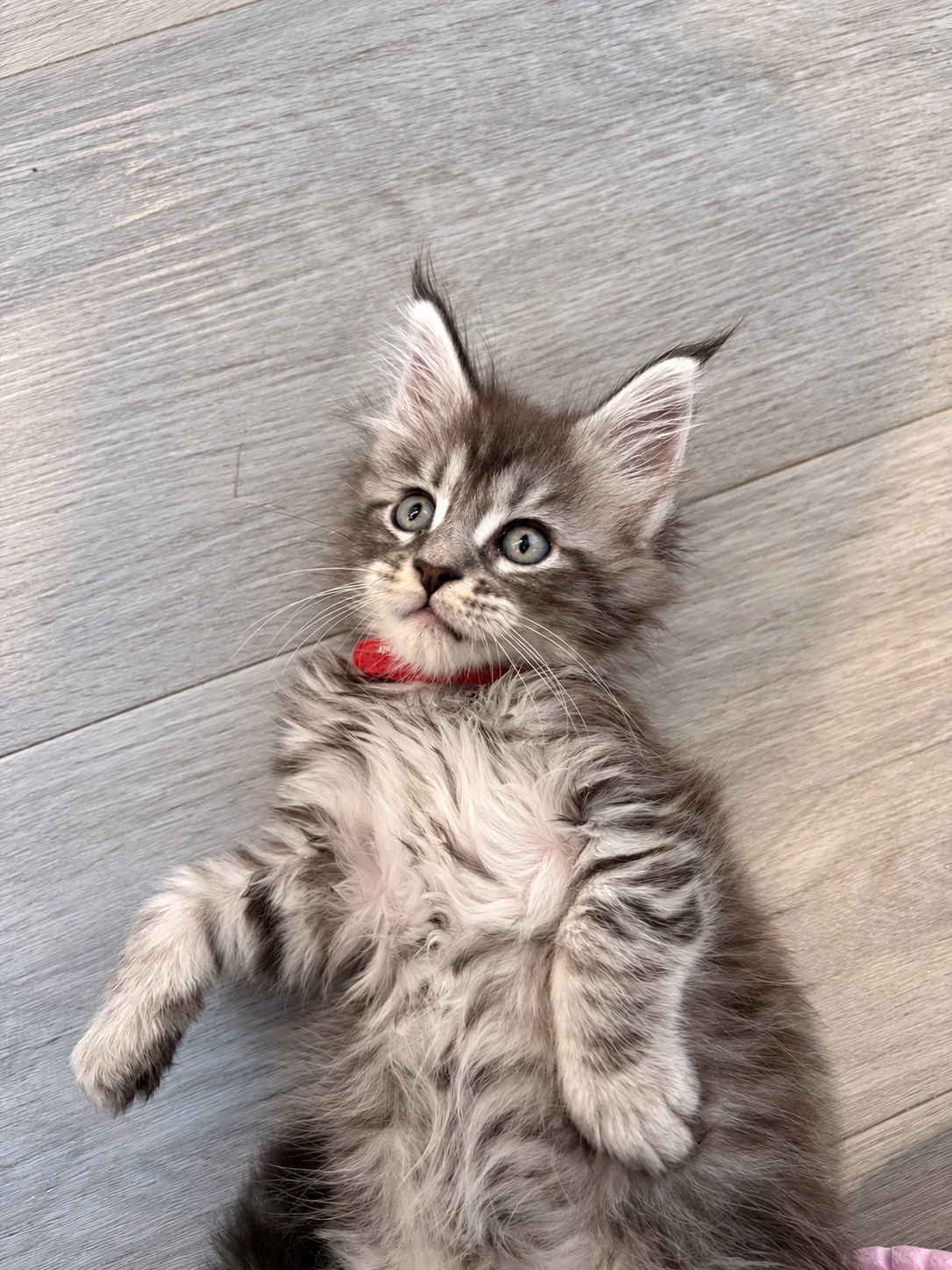 Banzaï, chaton Maine Coon black silver tabby, allongé sur le dos sur le parquet