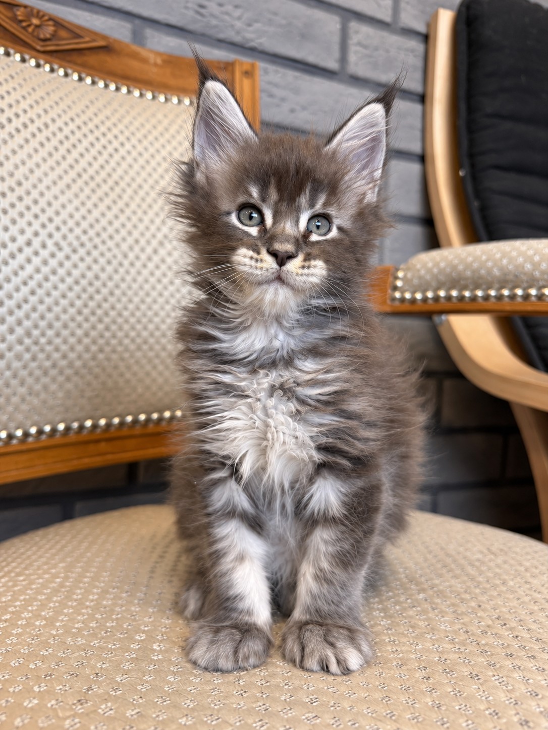 Beetlejuice, chaton Maine Coon bleu tabby, assis de face sur un fauteuil