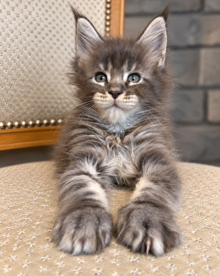 Beetlejuice, chaton Maine Coon bleu tabby, allongé les pattes tendues devant lui