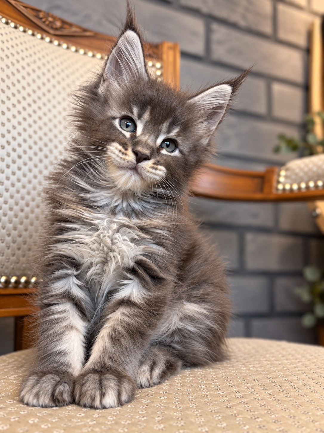 Beetlejuice, chaton Maine Coon bleu tabby, assis la tête légèrement penchée