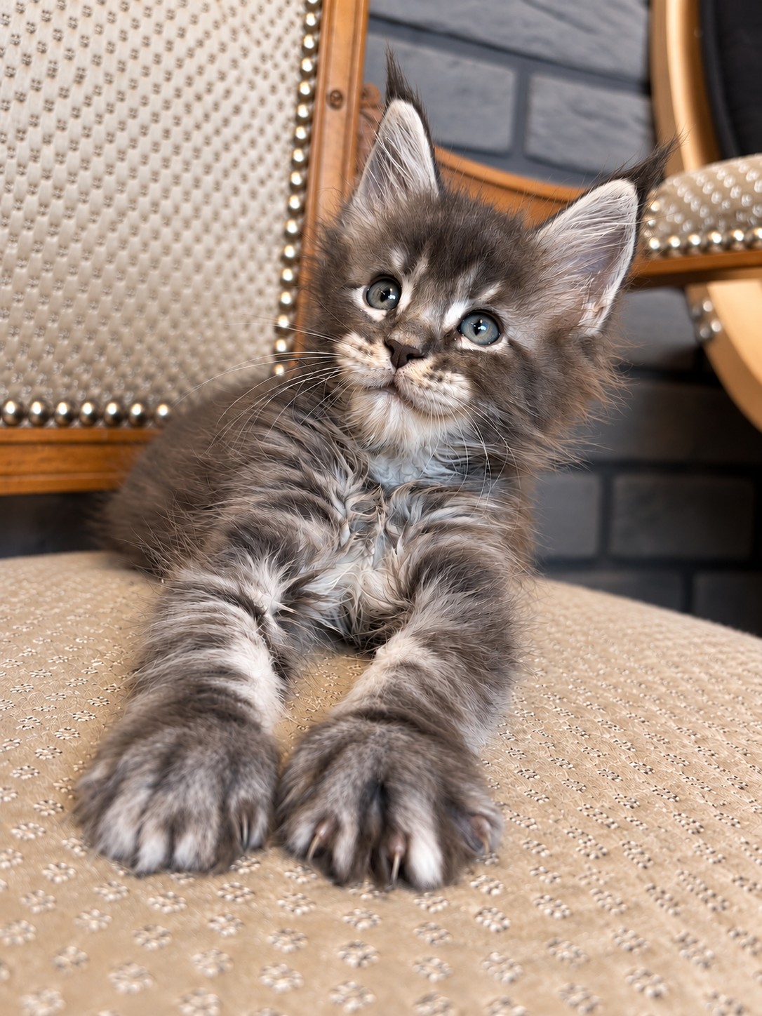 Beetlejuice, chaton Maine Coon bleu tabby, allongé sur le fauteuil, grosses pattes en avant