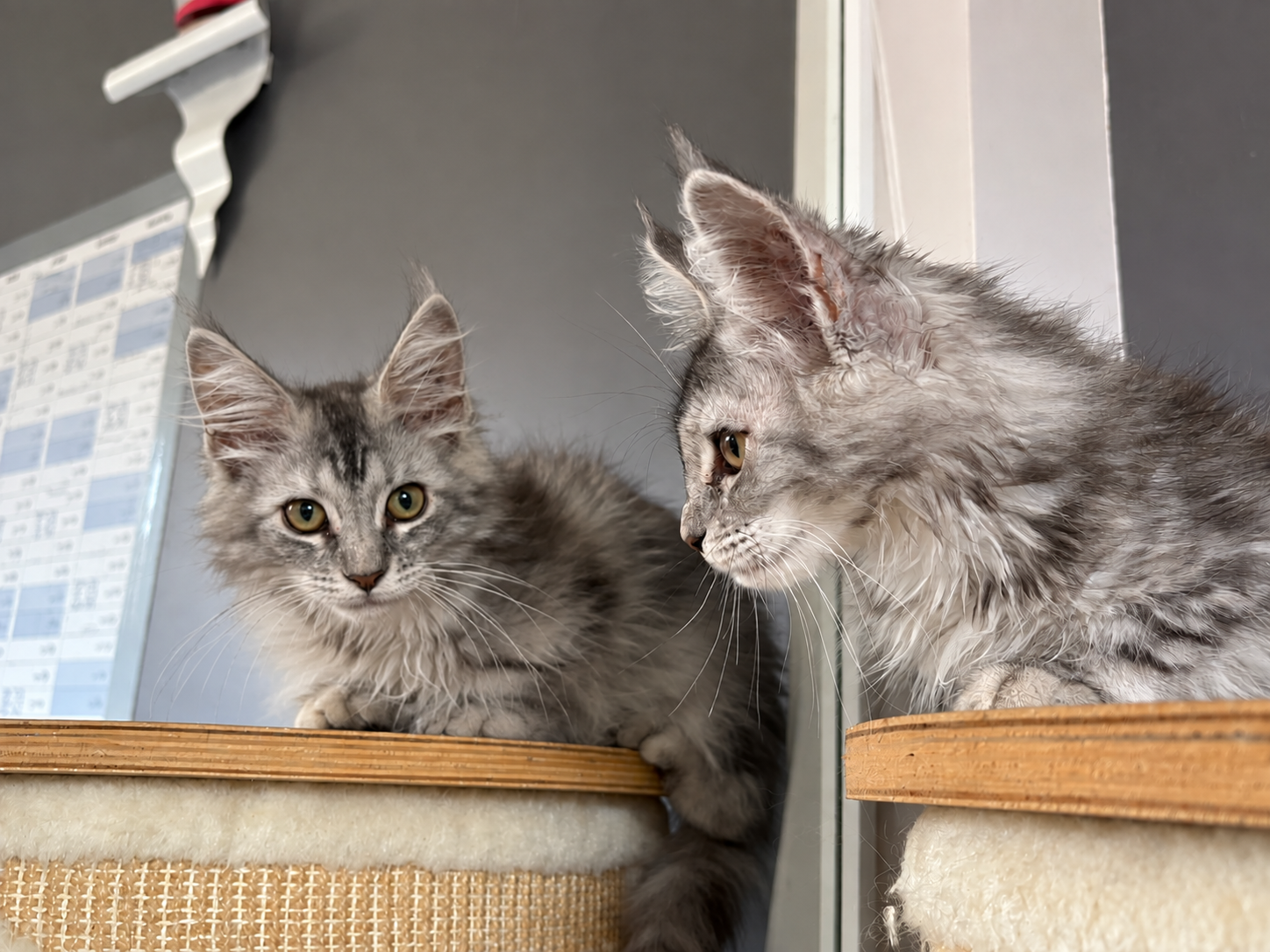 Belle, chatonne Maine Coon black tortie silver tabby, devant un miroir
