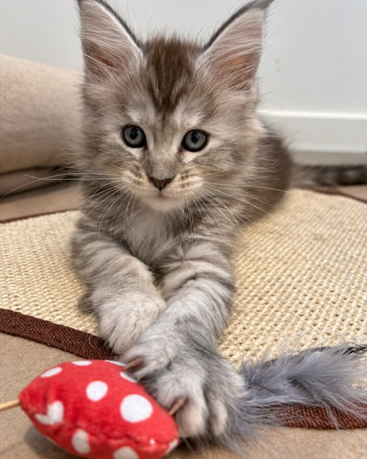 Bouillote, chatonne Maine Coon black tortie silver tabby, allongée de face avec son jouet