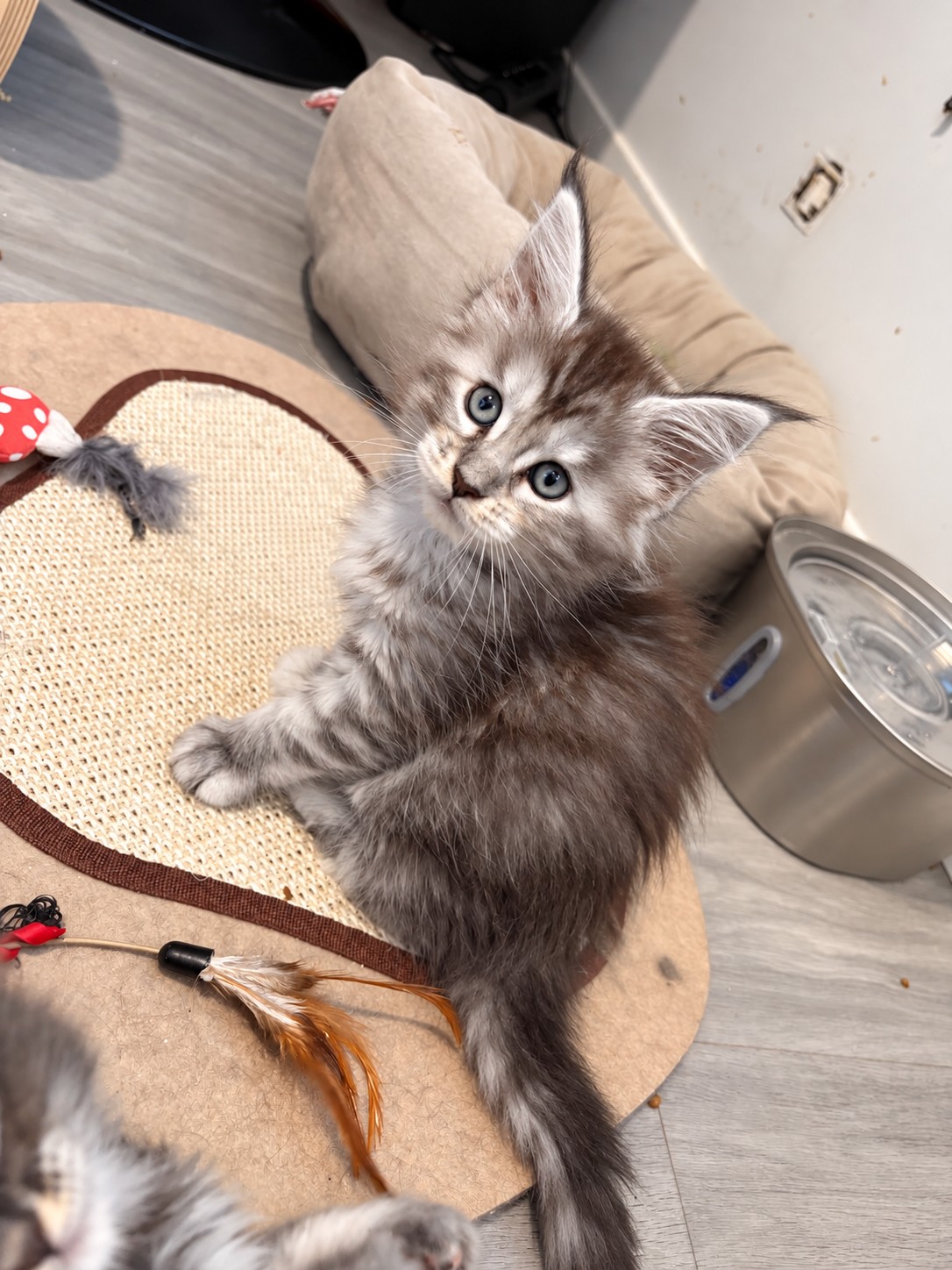 Bouillote, chatonne Maine Coon black tortie silver tabby, allongée sur son tapis en regardant vers le haut