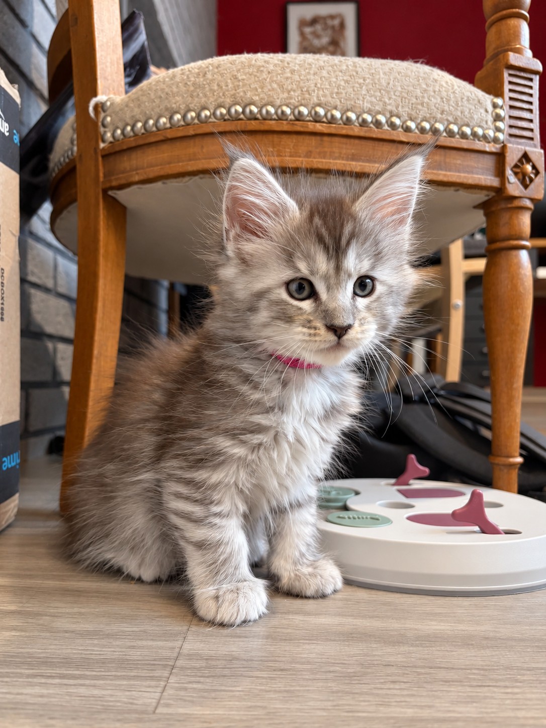 Bouillote, chatonne Maine Coon black tortie silver tabby, assise sous une chaise