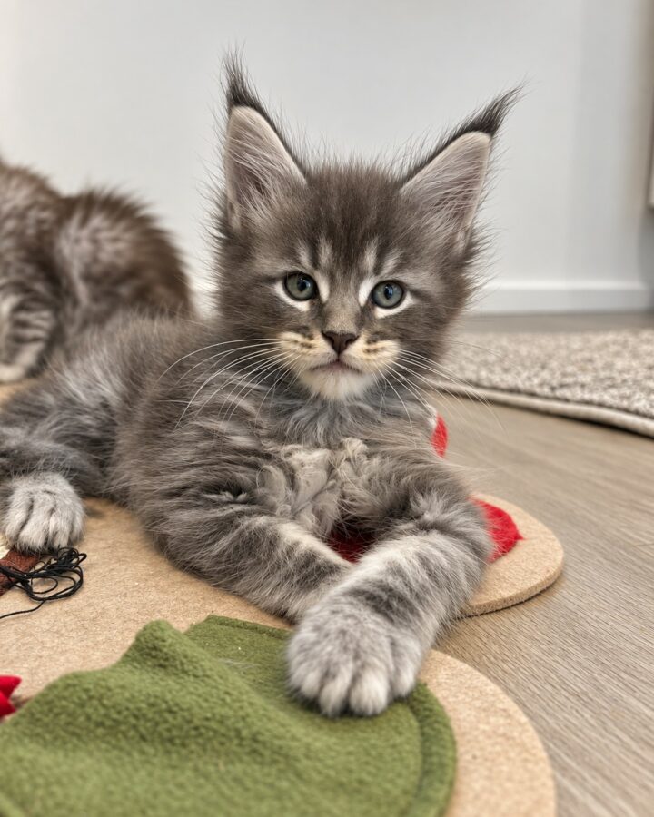 Bowser, chaton Maine Coon bleu silver tabby, allongé de face, pattes croisées devant lui