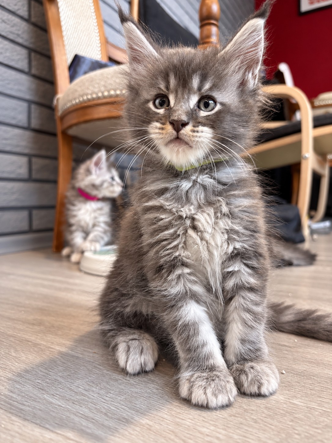 Bowser, chaton Maine Coon bleu silver tabby, assis bien droit sur le parquet