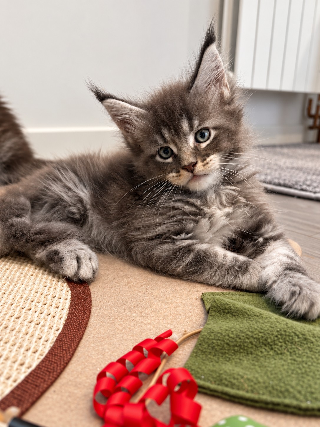 Bowser, chaton Maine Coon bleu silver tabby, allongé la tête penchée près de ses jouets