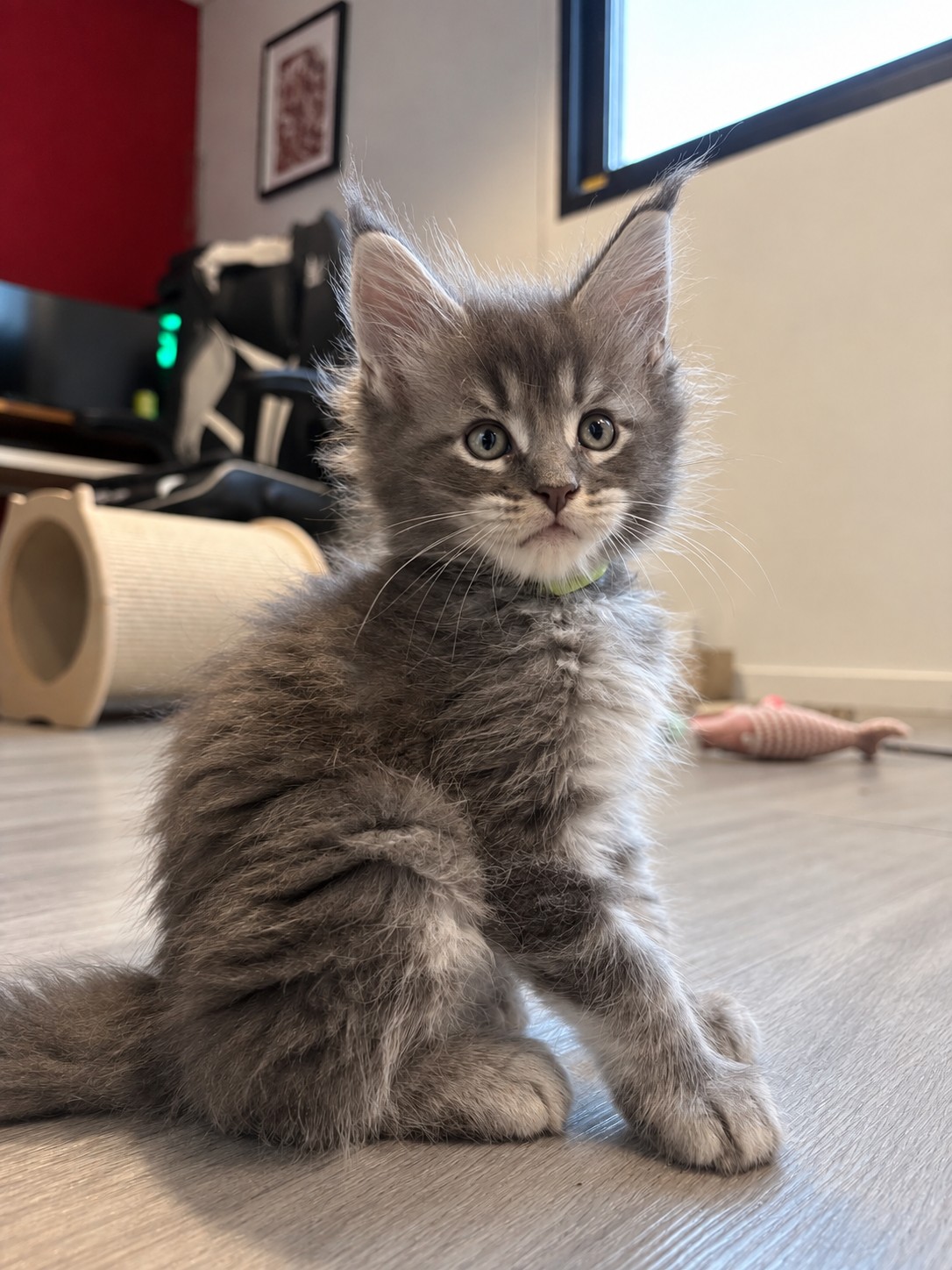Bowser, chaton Maine Coon bleu silver tabby, assis dans le salon