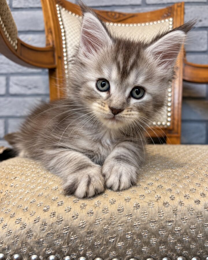 Brindille, chatonne Maine Coon black tortie silver tabby, allongée de face sur une chaise