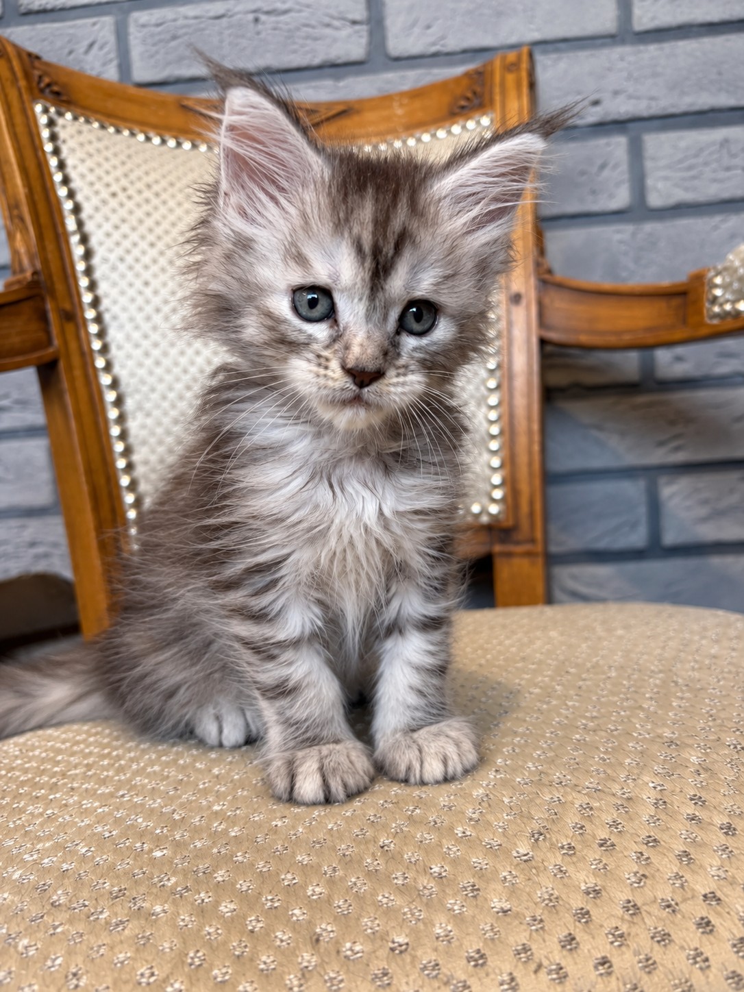 Brindille, chatonne Maine Coon black tortie silver tabby, assise bien droite sur une chaise