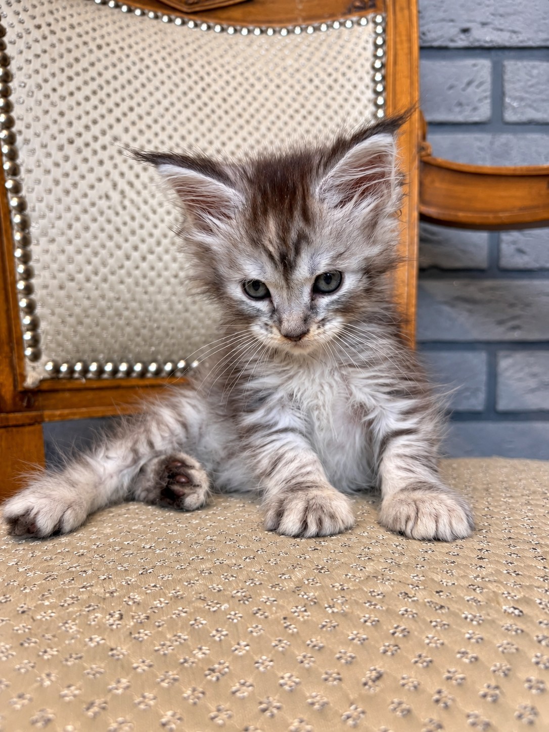 Brindille, chatonne Maine Coon black tortie silver tabby, assise de face, pattes écartées