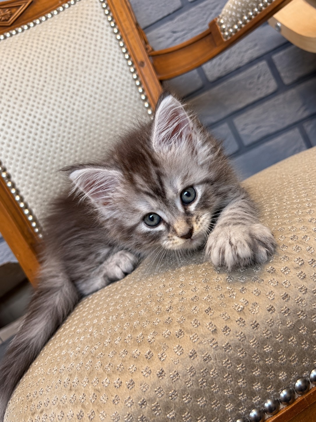 Brindille, chatonne Maine Coon black tortie silver tabby, une patte posée sur l’assise du fauteuil