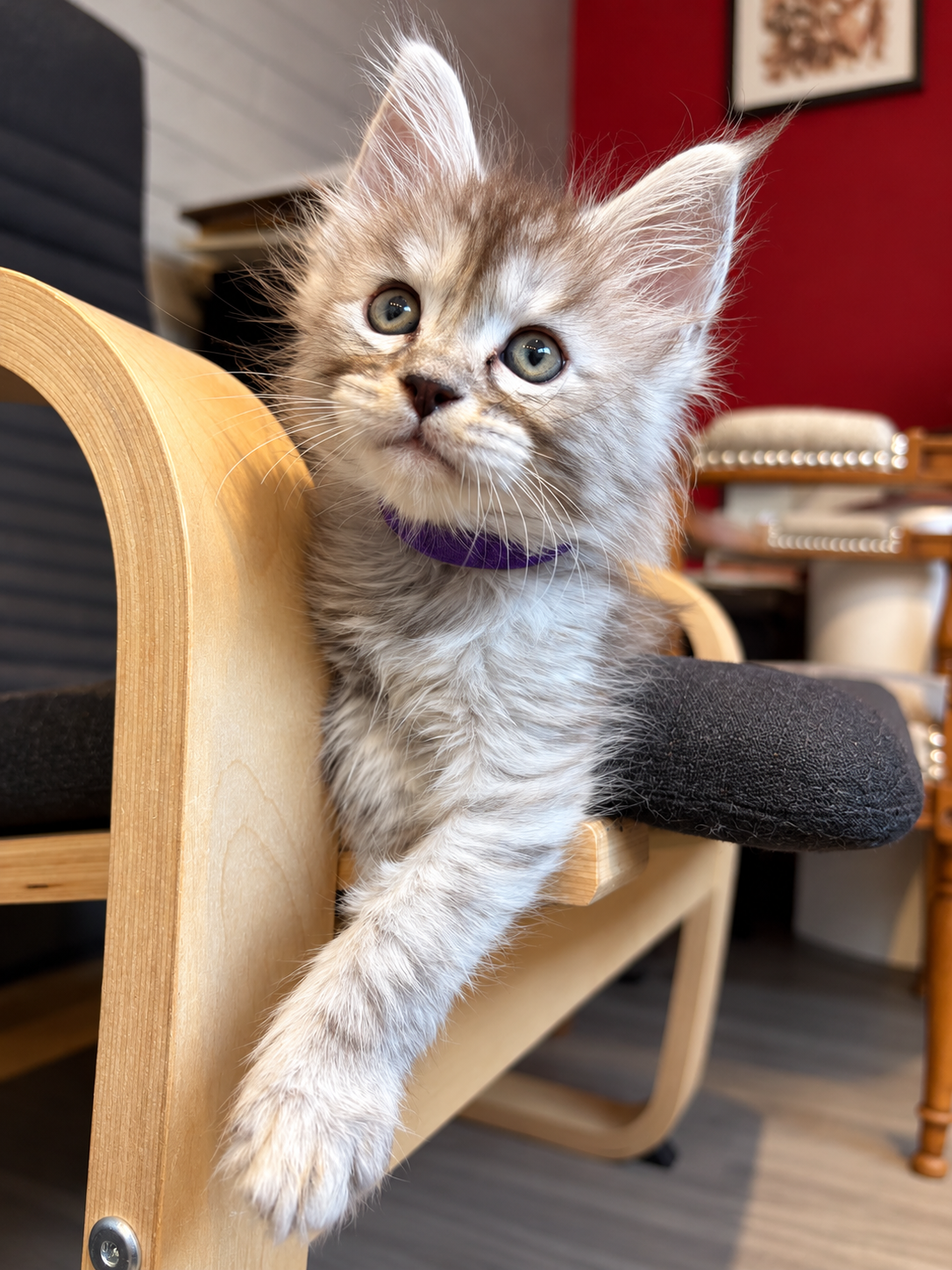 Bulma sur le fauteuil, une patte posée sur l’accoudoir