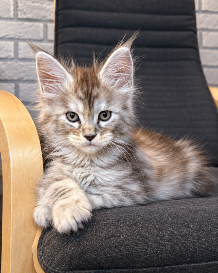Bulma, chatonne Maine Coon black tortie silver tabby, portrait de face sur un fauteuil