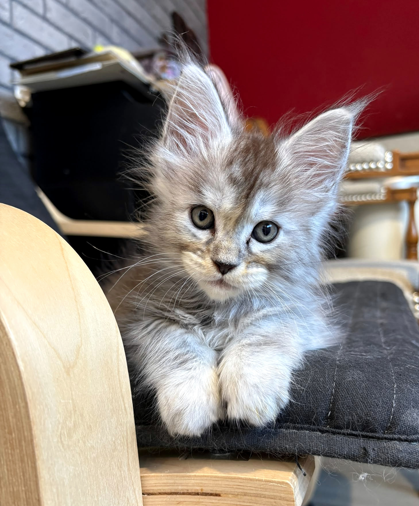 Bulma, portrait rapproché avec ses deux pattes devant elle