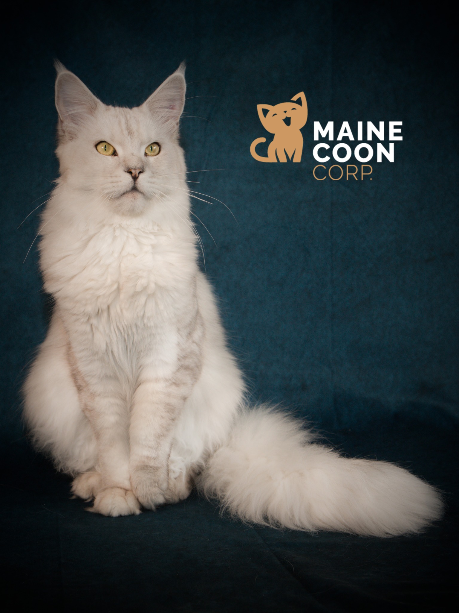 Taz, Maine Coon de la chatterie Maine Coon Corp à Amiens