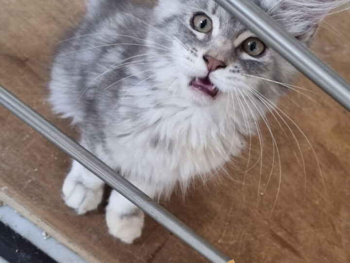 Babouche, chaton Maine Coon disponible à l’élevage Maine Coon Corp à Amiens