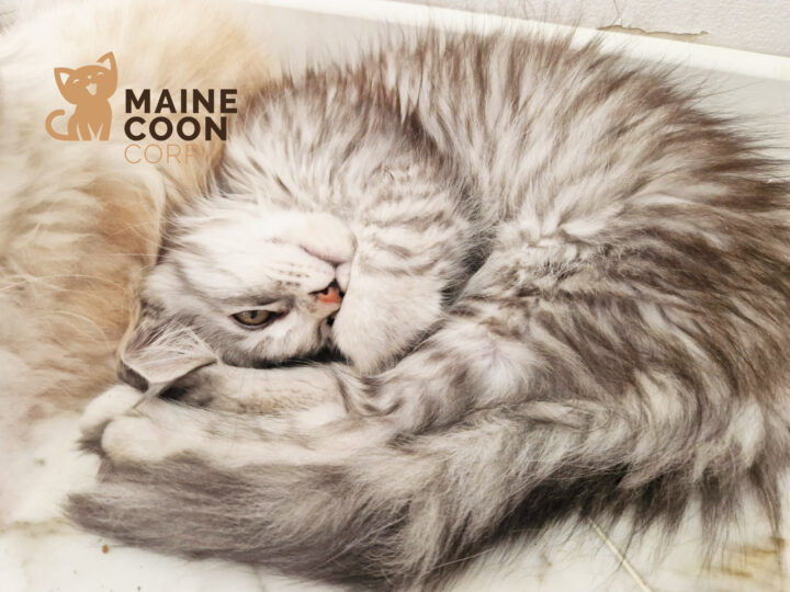 Belle, chaton Maine Coon disponible, endormie à l’élevage Maine Coon Corp à Amiens