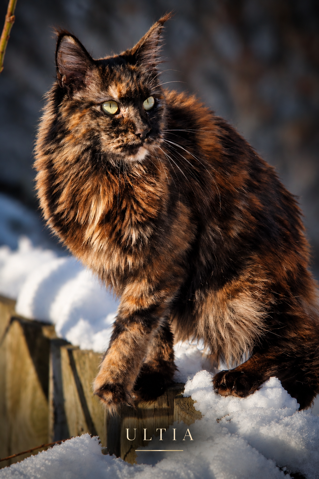 Ultia, femelle Maine Coon reproductrice à la Maine Coon Corp