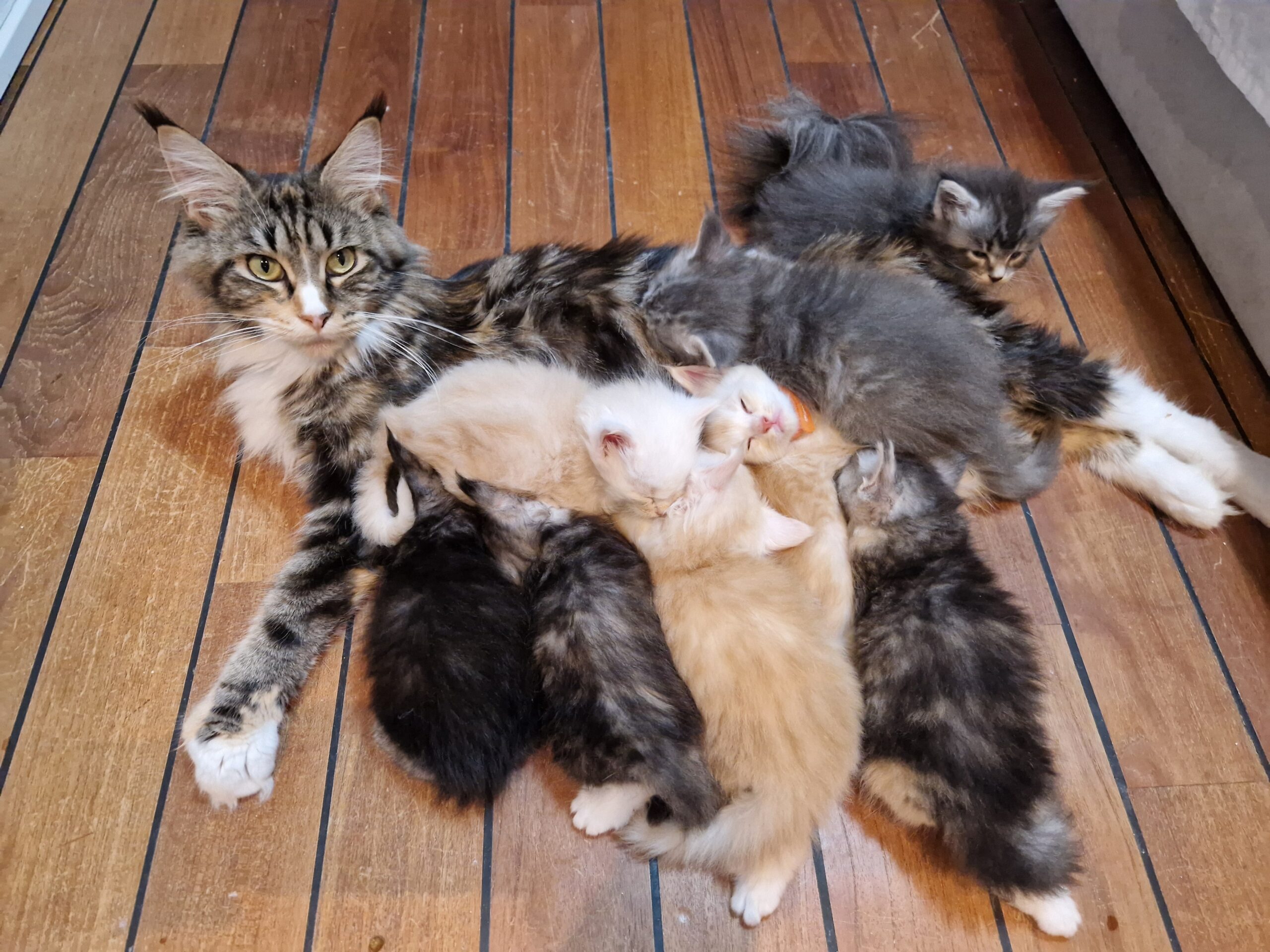 Veldra avec ses huit chatons Maine Coon nés le 8 septembre 2026