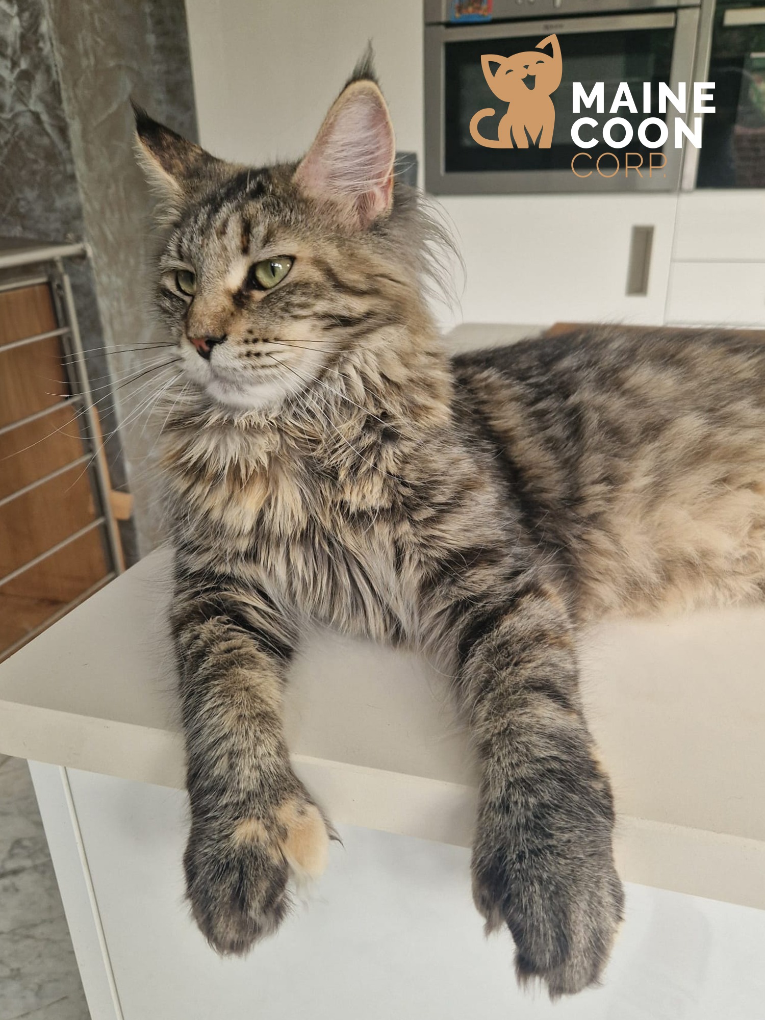 Velours, femelle Maine Coon à la Maine Coon Corp