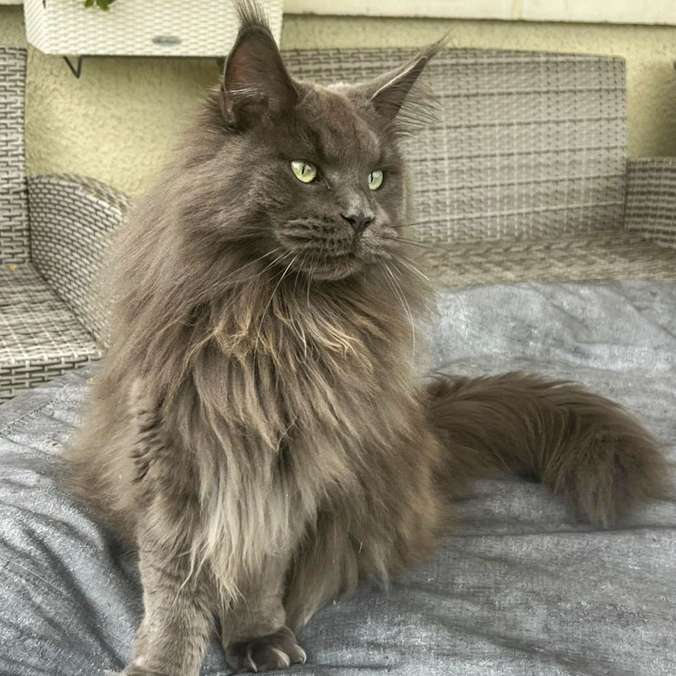 Ancien chaton Maine Coon bleu de la chatterie, devenu adulte, assis sur un canapé