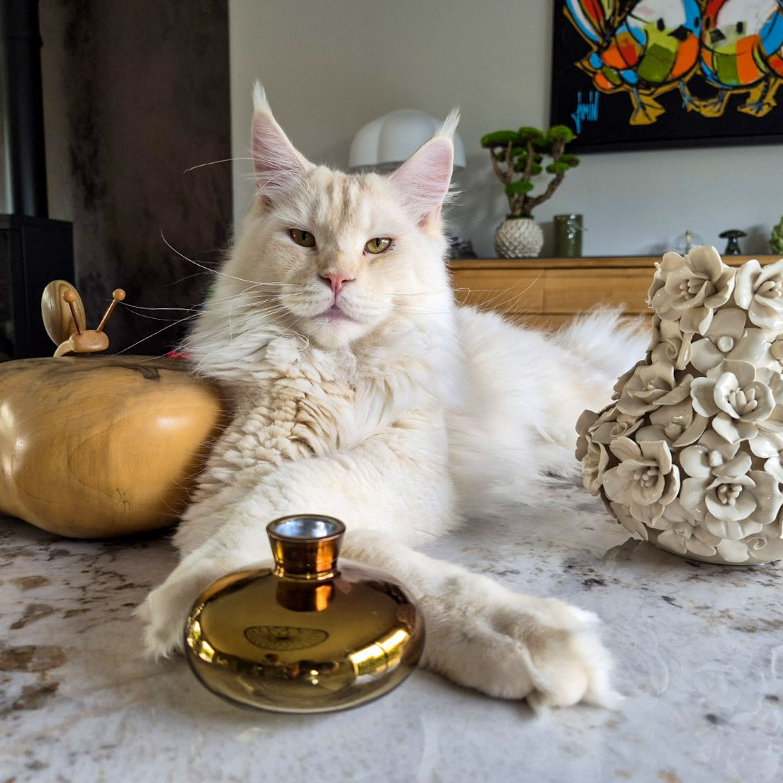 Ancien chaton Maine Coon crème de la chatterie, devenu adulte, allongé à la maison