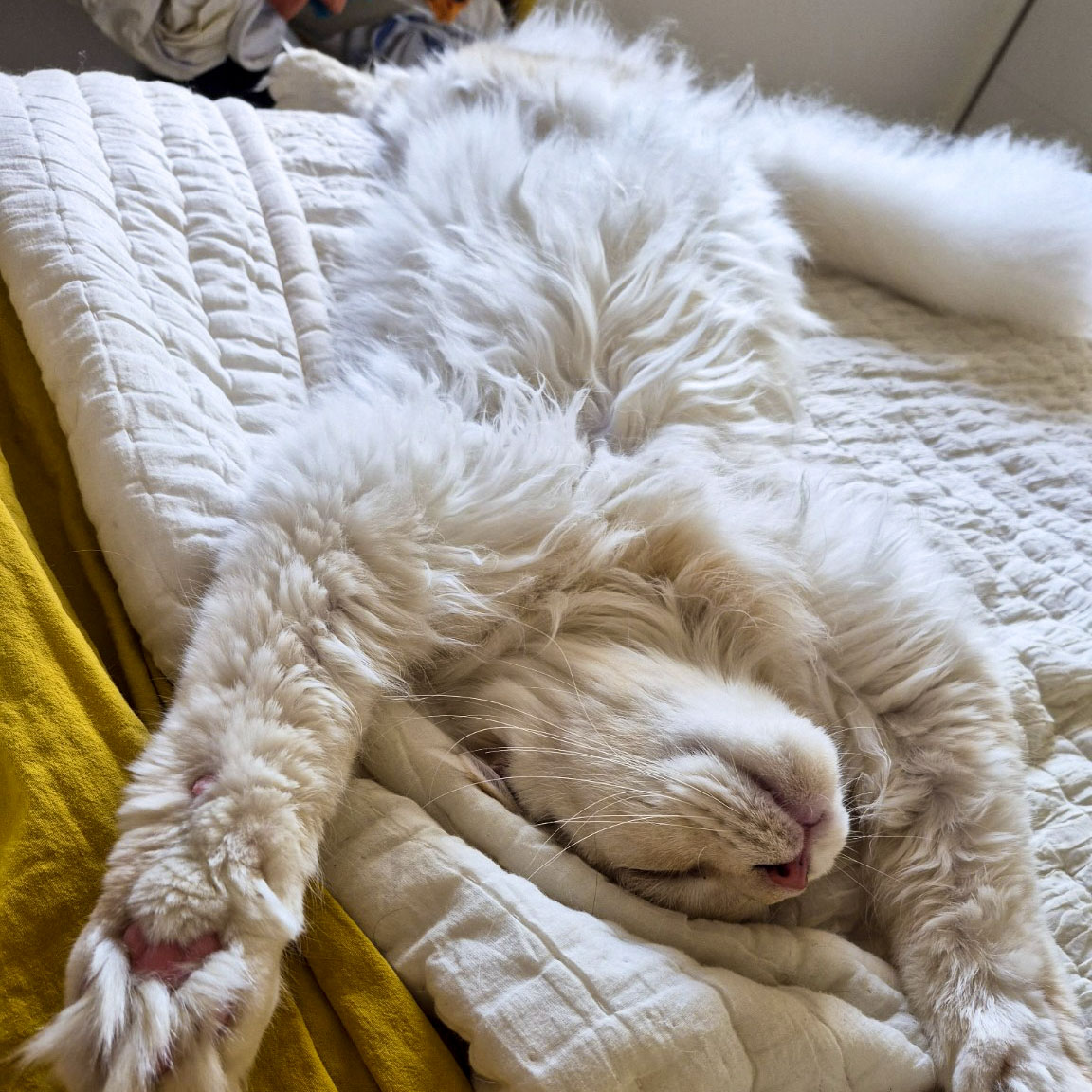 Ancien chaton Maine Coon crème de la chatterie, devenu adulte, endormi sur un lit