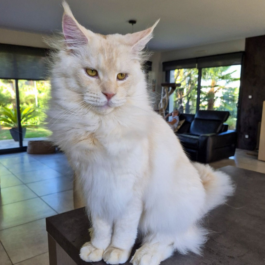 Ancien chaton Maine Coon crème de la chatterie, devenu adulte, dans son foyer